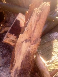 Kácení dřevin