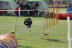 Agility závody