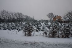 Zima ve vesnici